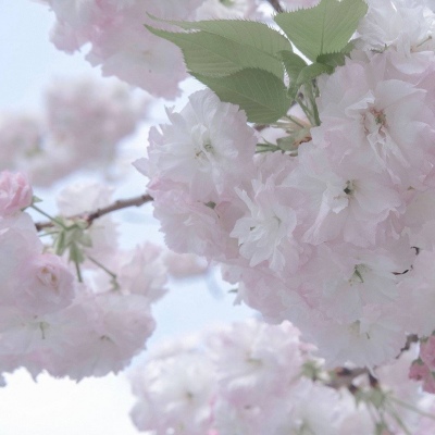 原创兽设世界观构建FurryQQ群